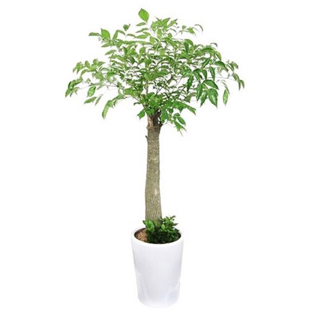 플라워리퍼블릭 해피트리(행복나무) 공기정화식물(전국배송가능) - 해피트리