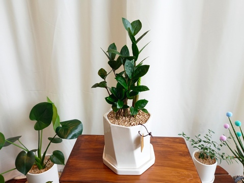 부자 되고 싶다면, '금전수' 키워보세요 🌿 | 예쁜템들 모여사는 오늘의집 인테리어 집꾸미기 고수들의 팁 부자 되고 싶다면, '금전수' 키워보세요 🌿 | 예쁜템들 모여사는 오늘의집 인테리어 집꾸미기 고수들의 팁