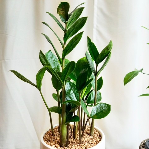 부자 되고 싶다면, '금전수' 키워보세요 🌿 | 예쁜템들 모여사는 오늘의집 인테리어 집꾸미기 고수들의 팁 부자 되고 싶다면, '금전수' 키워보세요 🌿 | 예쁜템들 모여사는 오늘의집 인테리어 집꾸미기 고수들의 팁