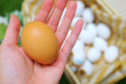 오래된 계란, 상했는지 확인하는 신박한 방법 🥚 | 예쁜템들 모여사는 오늘의집 인테리어 집꾸미기 고수들의 팁
