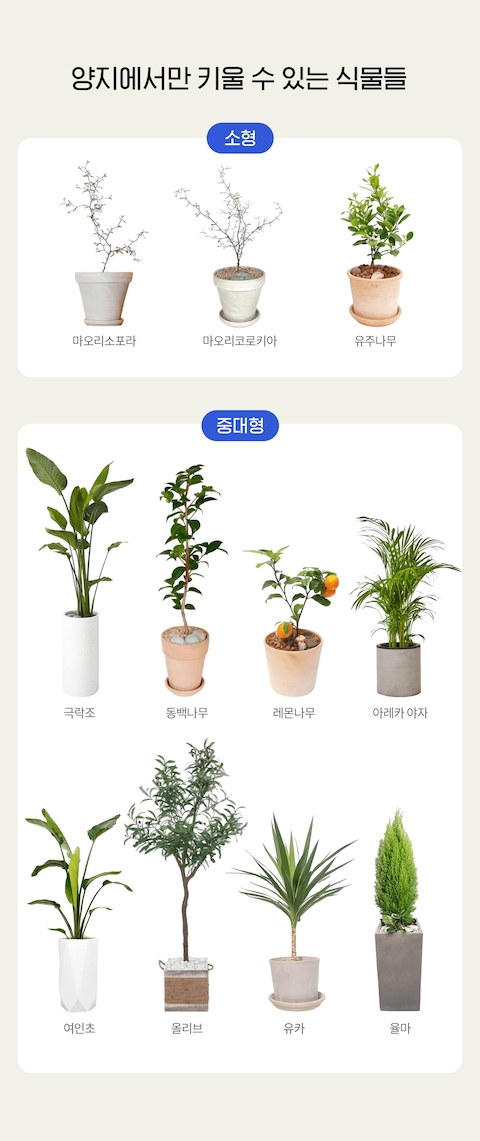 채광 안 좋은 집에서도 키울 수 있는 식물 리스트, 오늘의집 고수들의 꿀팁 | 라이프스타일 슈퍼앱, 오늘의집 채광 안 좋은 집에서도 키울 수 있는 식물 리스트, 오늘의집 고수들의 꿀팁 | 라이프스타일 슈퍼앱, 오늘의집