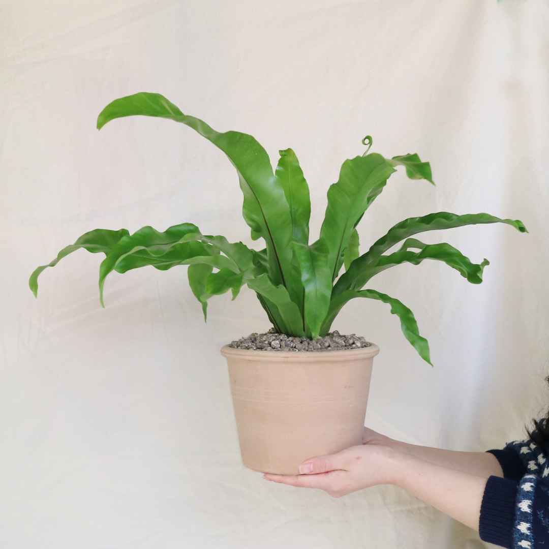 아비스 고사리L - 토분 2color