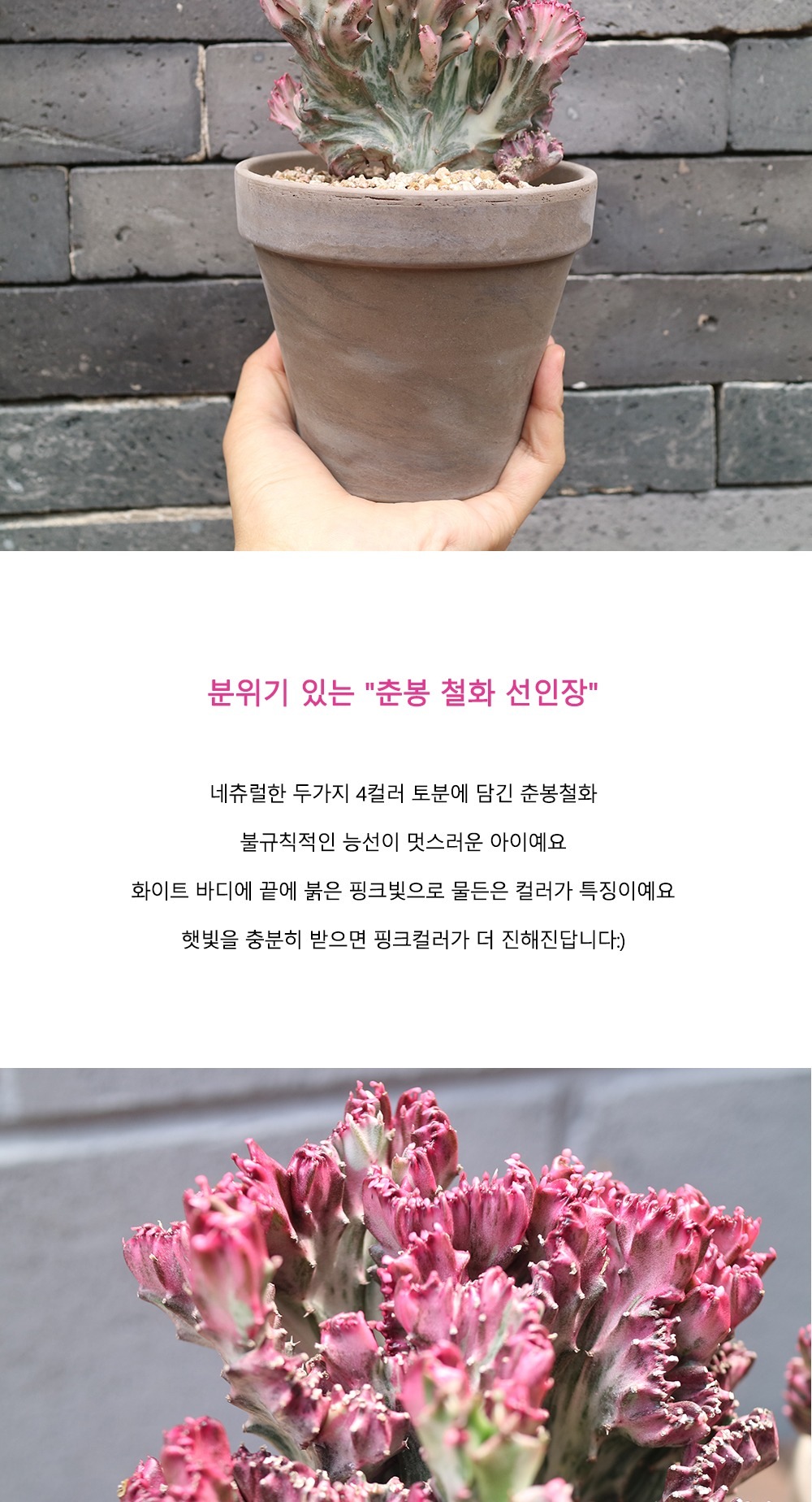 식물 > 춘봉 핑크빛으로 물든 선인장_2types | 오늘의집 쇼핑 춘봉 핑크빛으로 물든 선인장_2types
