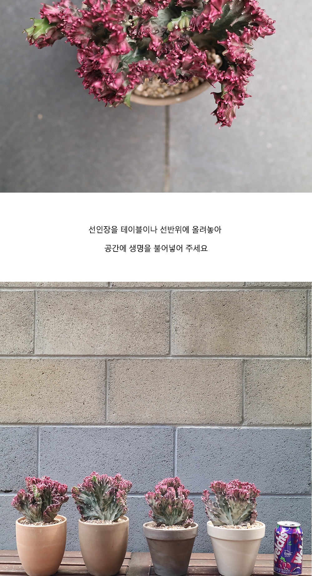 식물 > 춘봉 핑크빛으로 물든 선인장_2types | 오늘의집 쇼핑 춘봉 핑크빛으로 물든 선인장_2types