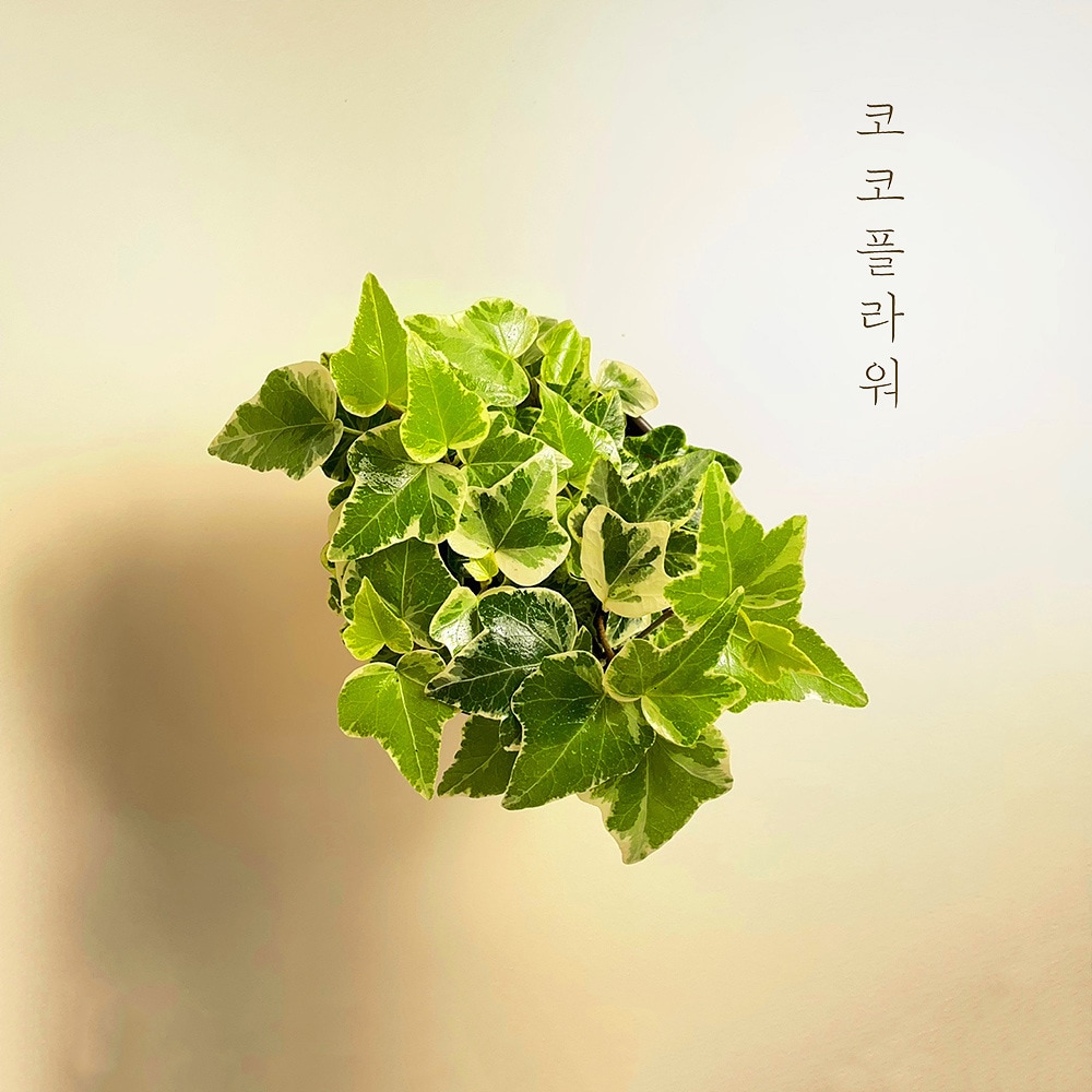 식물 > 흰 아이비 무늬아이비 별을 닮은 넝쿨식물 공기정화식물 | 오늘의집 쇼핑 흰 아이비 무늬아이비 별을 닮은 넝쿨식물 공기정화식물