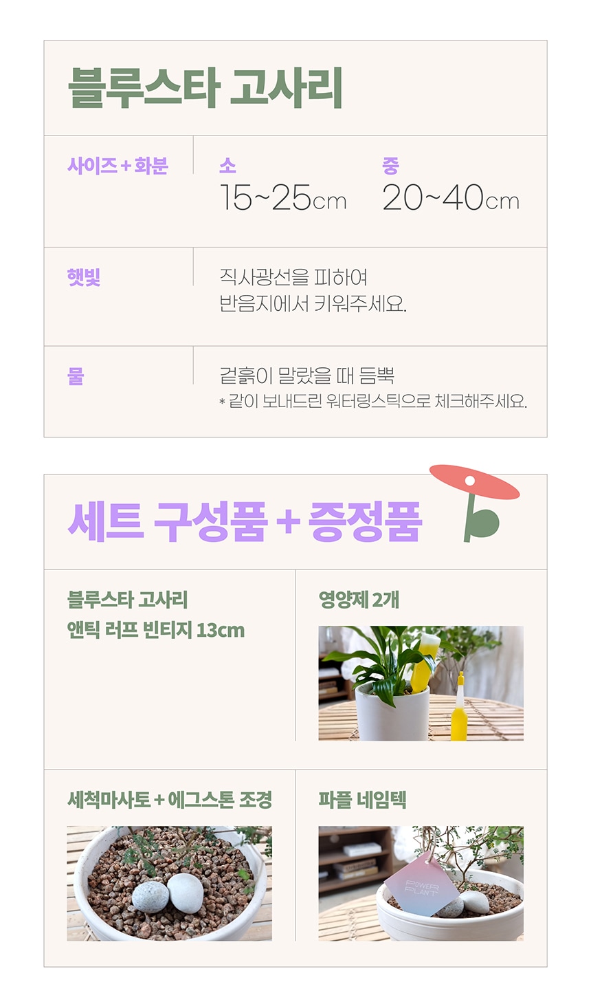식물 > 카페 감성 인테리어식물 블루스타 고사리 중 + 앤틱 러프 빈티지 13cm | 오늘의집 쇼핑 카페 감성 인테리어식물 블루스타 고사리 중... 