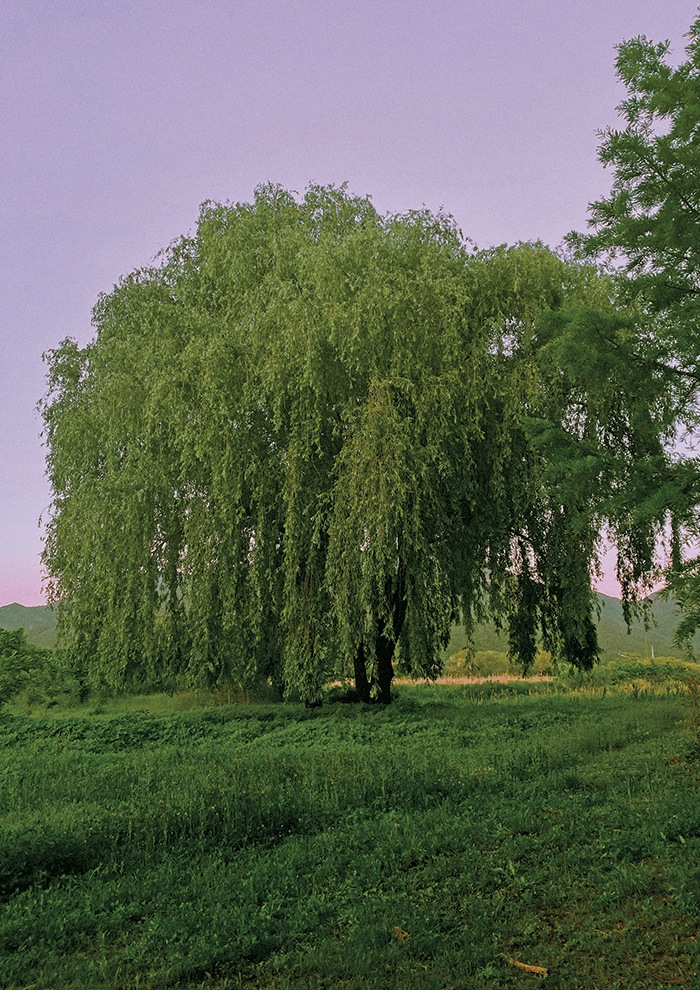 그림·사진 > willow 윌로우 버드나무 포스터 (A3) | 오늘의집 쇼핑 willow 윌로우 버드나무 포스터 (A3) 