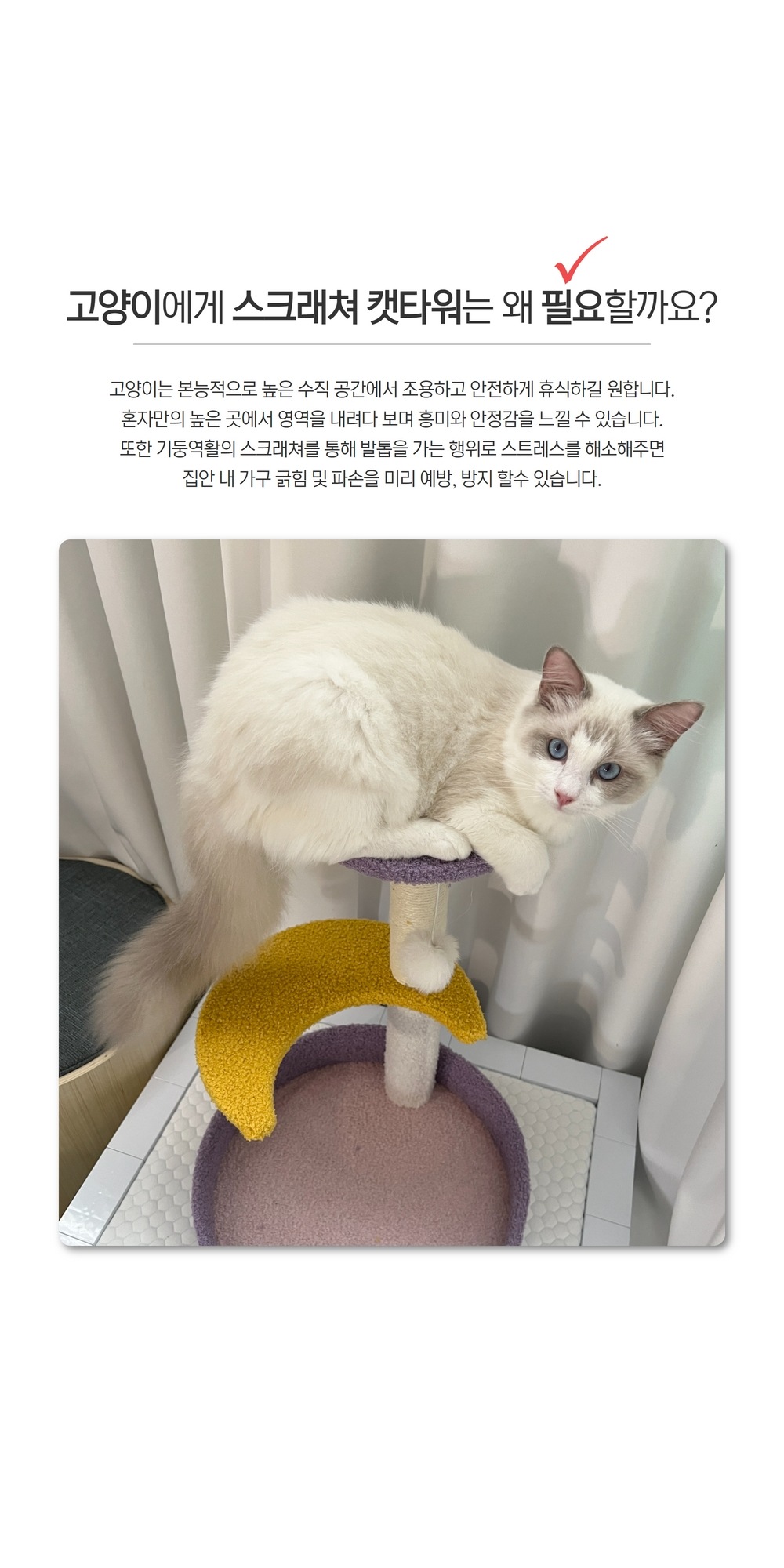 고양이 리빙 > 자묘용 1단 퍼플문 스크래쳐 기둥형 고양이장난감 | 오늘의집 쇼핑 자묘용 1단 퍼플문 스크래쳐 기둥형 고양이장난감
