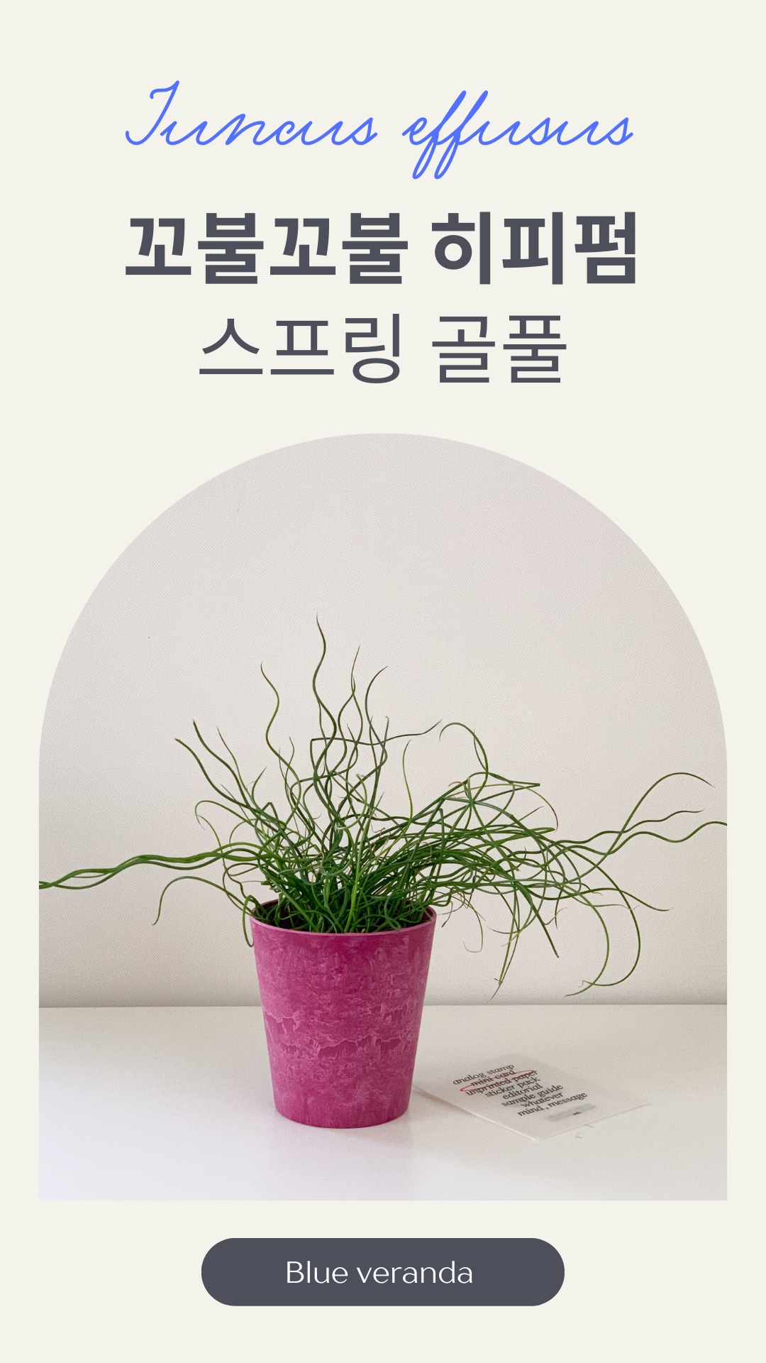 식물 > 준쿠스 스프링 골풀 _ 아트스톤 컬러팟 감성식물 골풀 | 오늘의집 쇼핑 준쿠스 스프링 골풀 _ 아트스톤 컬러팟 감성식물 골풀