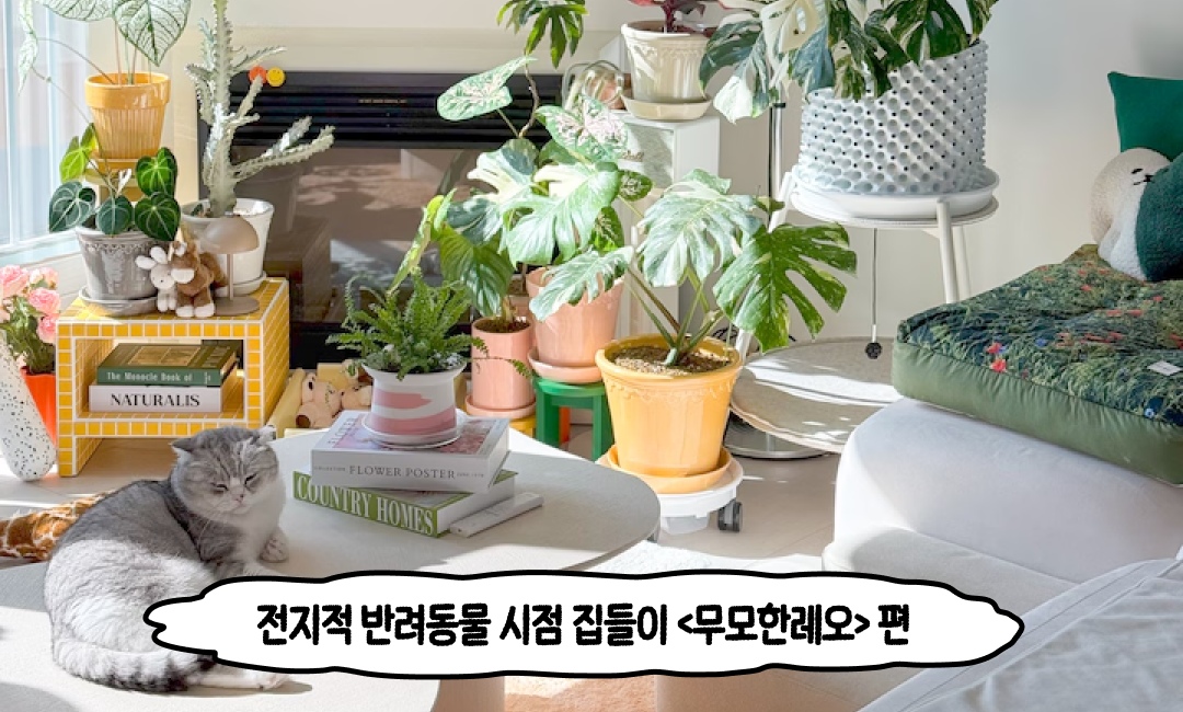 https://image.ohou.se/i/bucketplace-v2-development/uploads/projects/cover_images/173432025521123539.png?w=1200&h=630&w=720