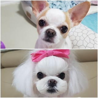 콩이공주마이님의 공간에 오신 것을 환영합니다.