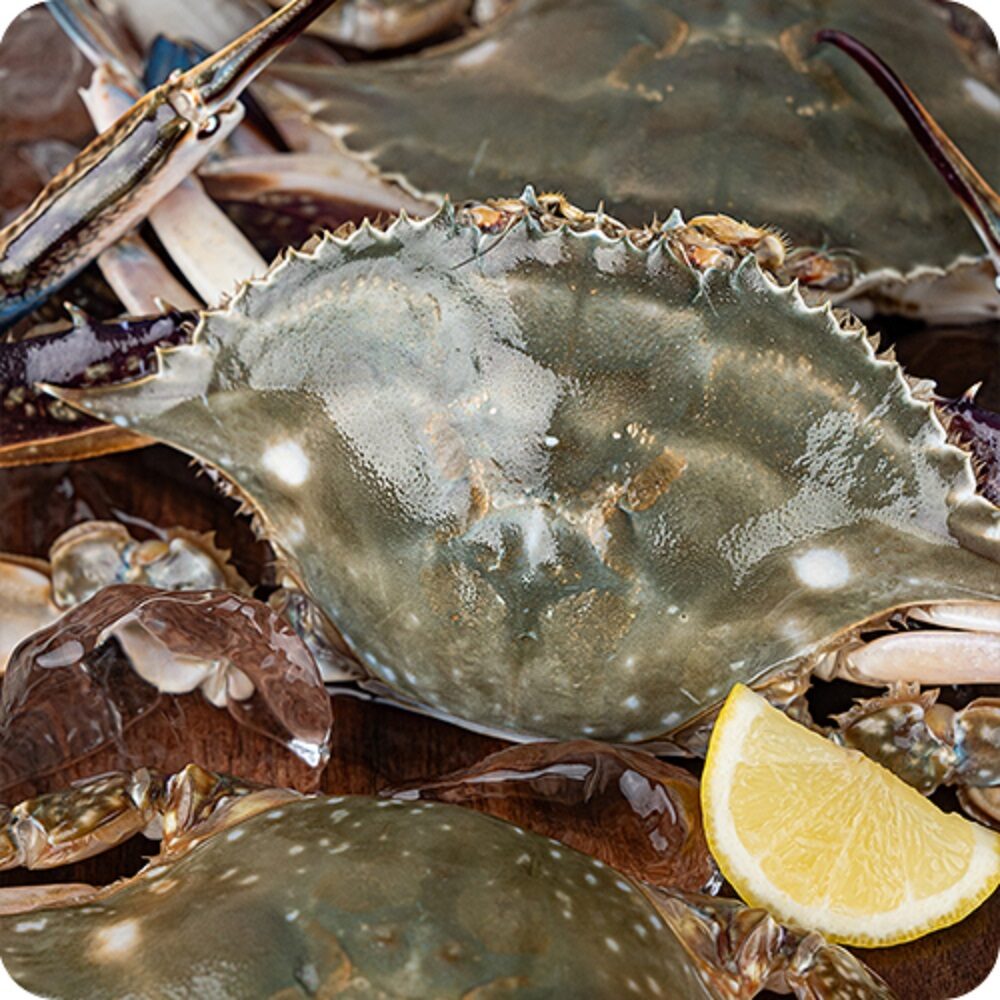 산지직송 국내산 연평도 제철 활숫꽃게 1kg (3-6미)
