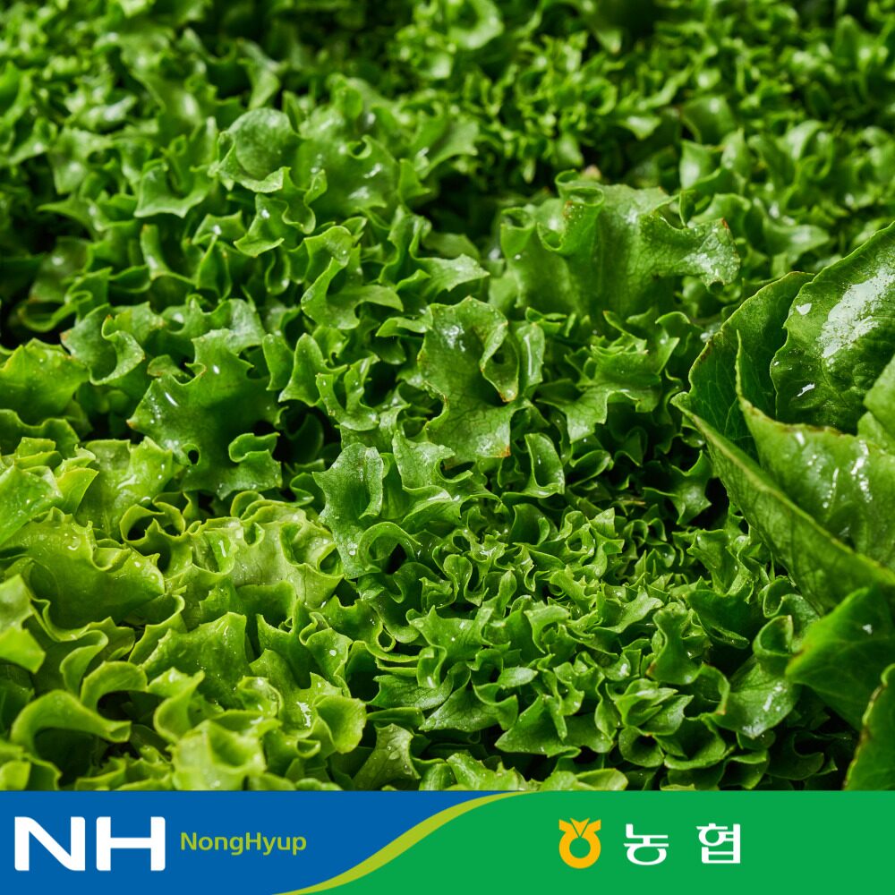 [농협선별] 유러피안 샐러드 1kg 4종 대용량 야채믹스 / 채소믹스 / 프릴아이스