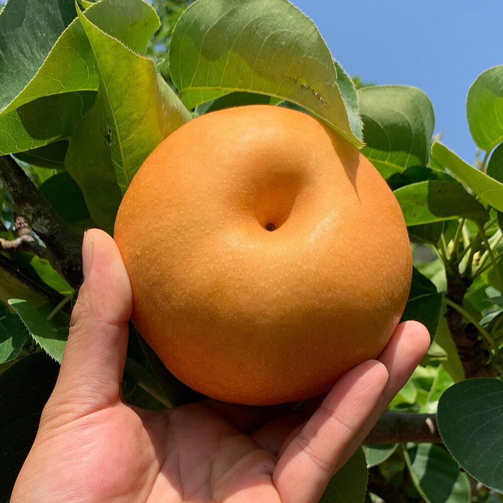 [한정수량] 산지직송 나주 신고배 5kg / 3kg 가정용 실중량