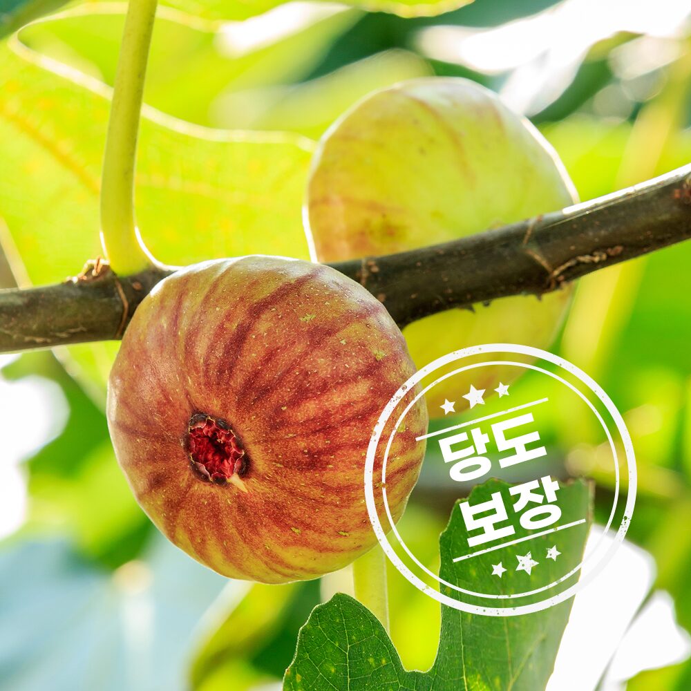 [영암] 메달스 홍무화과 1.6kg 로얄과 실중량 / 산지직송