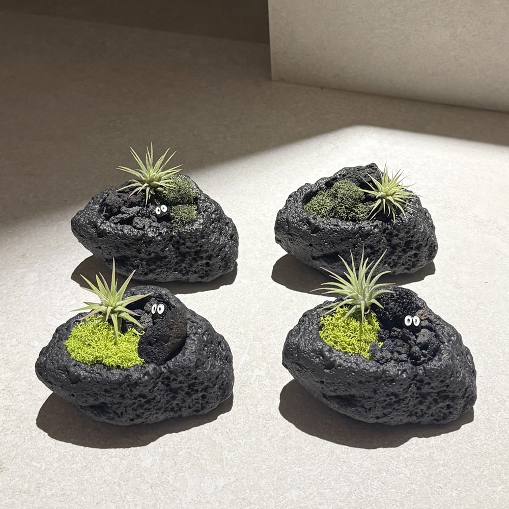 이오난사 화산석 식물 테라리움 틸란드시아 오브제 플랜트 공기정화 집들이 선물세트