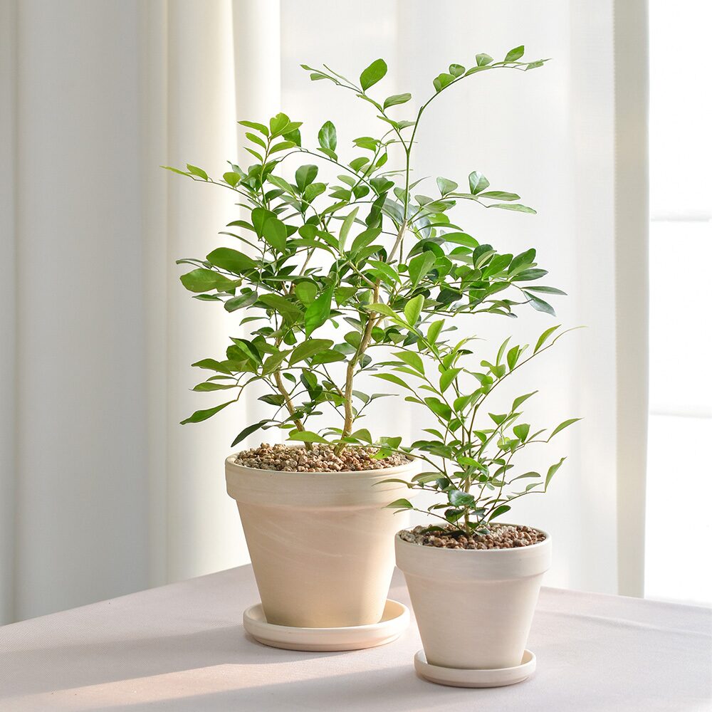 은은한 꽃 향기 오렌지자스민 + 독일토분 공기정화식물 인테리어