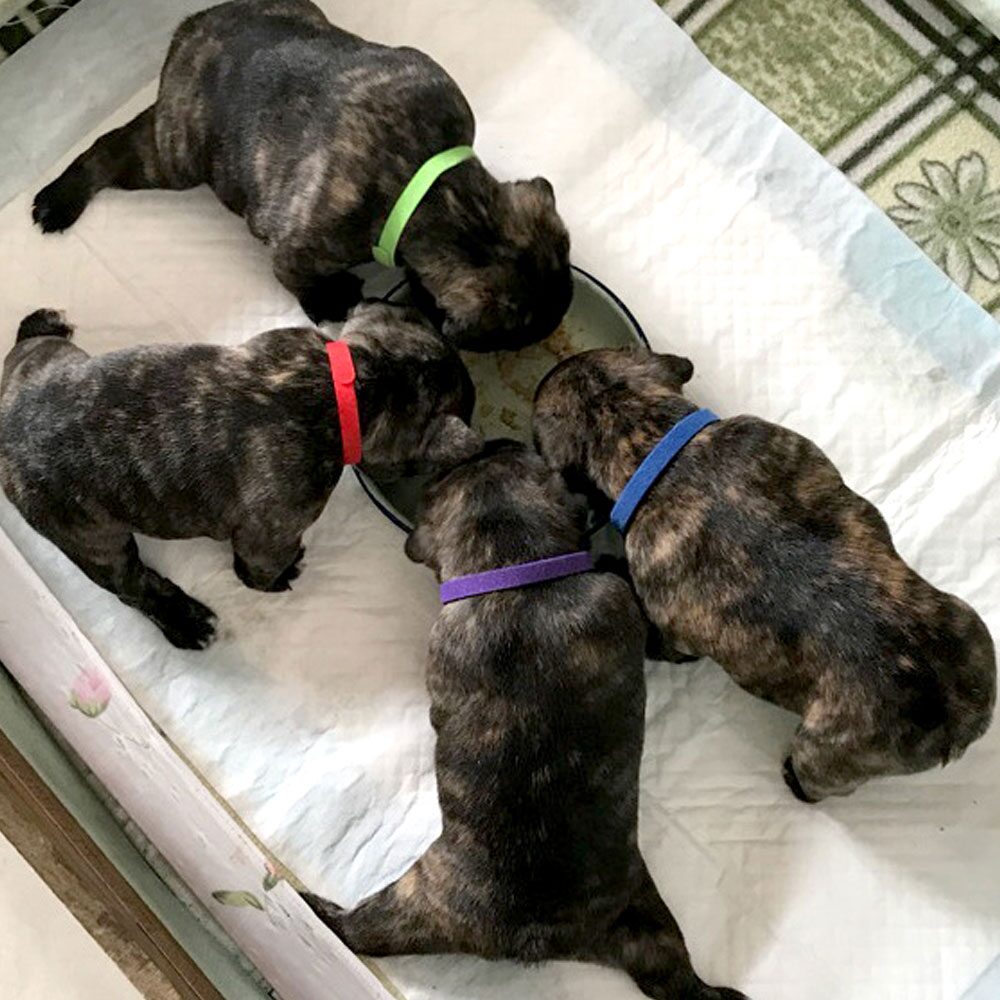 강아지 고양이 출산준비물 탯줄 목걸이 인식표