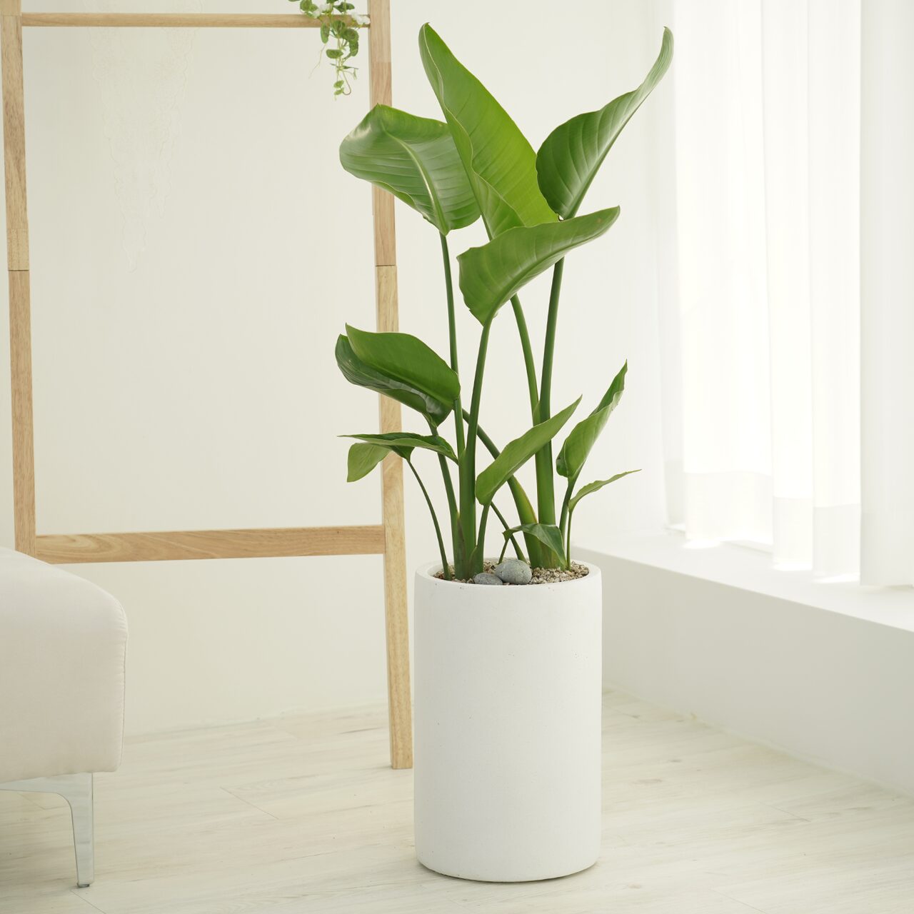 극락조 여인초 원형화분 2colors/ 4size 인테리어 거실화분 개업화분 실내화초