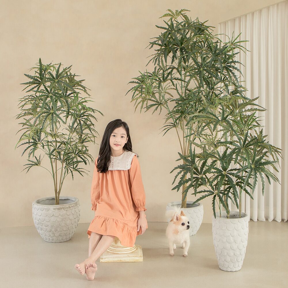 리얼퀄리티 핸드메이드 아랄리아 조화나무 5sizes